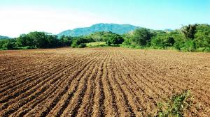 agricultura