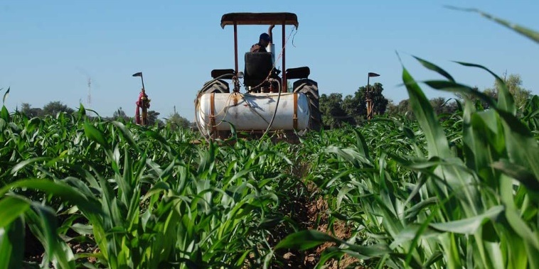 campo-sinaloa