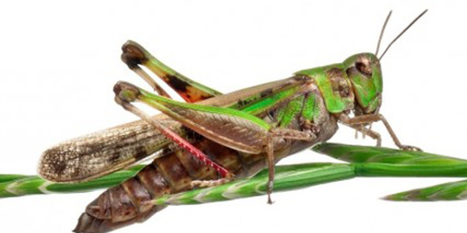 chapulines3