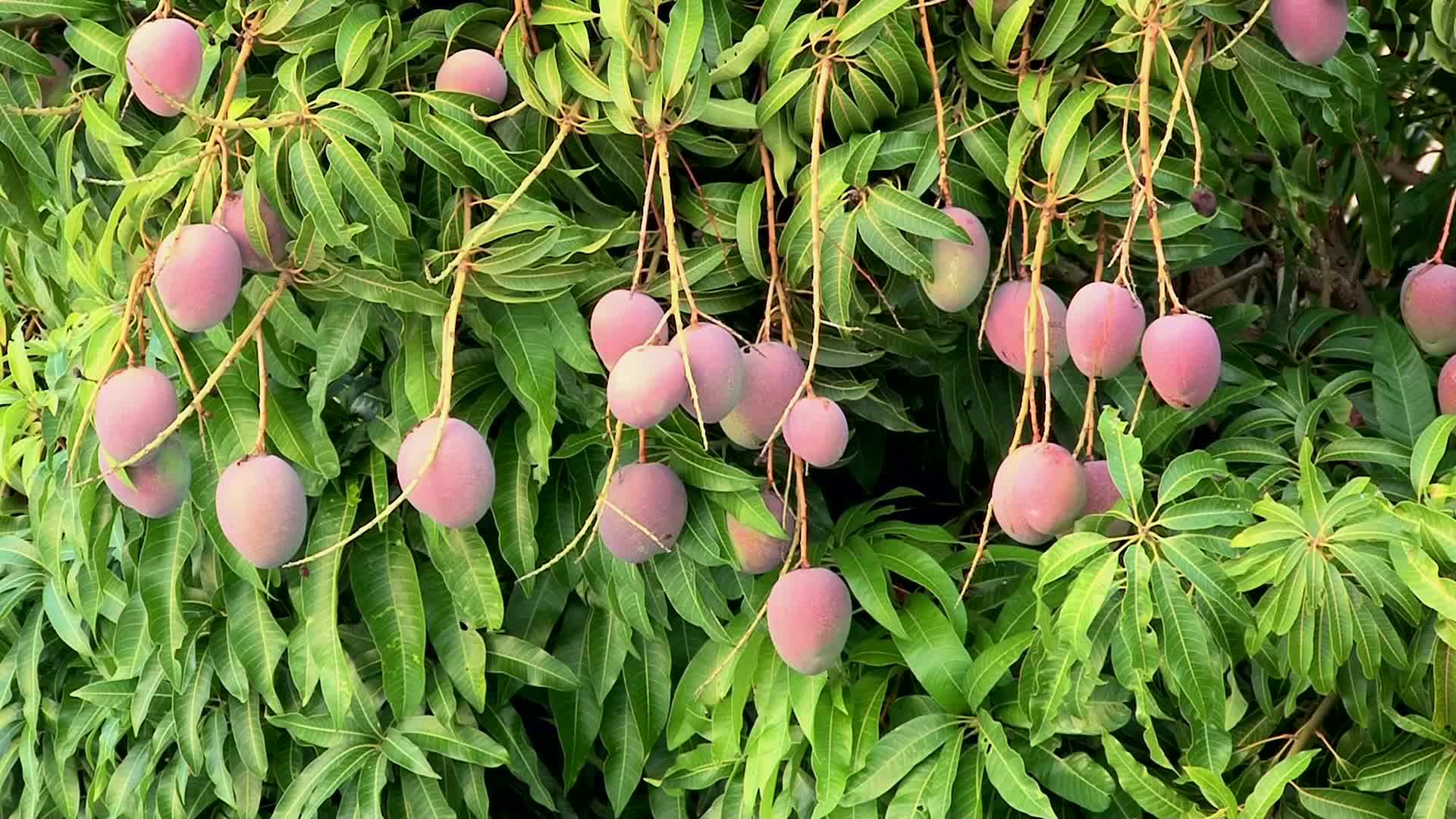 mango-tree