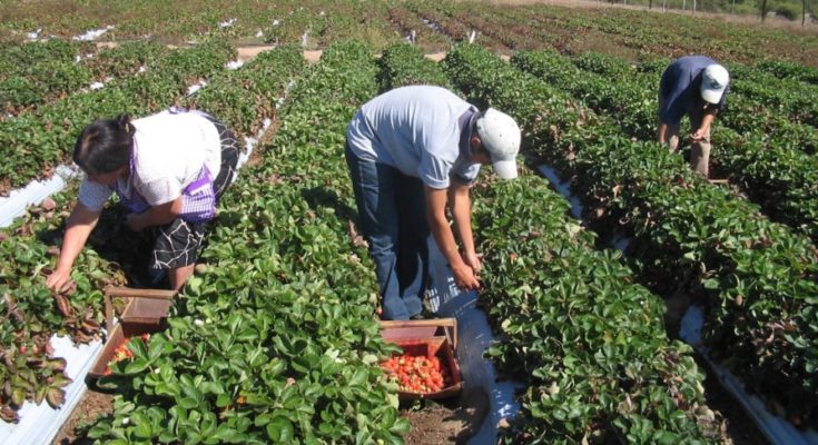 productividad-agricola